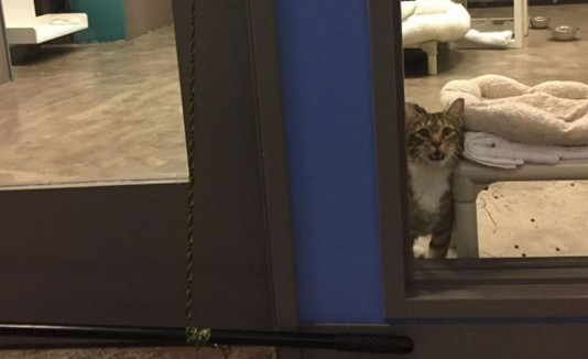 Gato