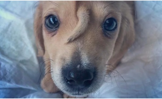 Perro unicornio