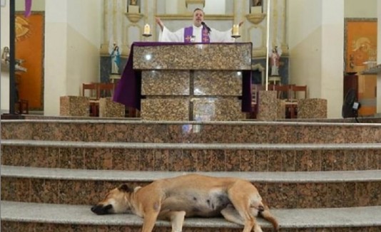 El padre João está convencido que los perros callejeros tienen todo el derecho cristiano de estar presentes en su iglesia y asistir a sus misas. (Instagram)