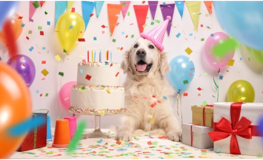 Perro calcular edad