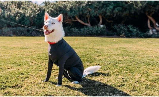 Perro traje pelo
