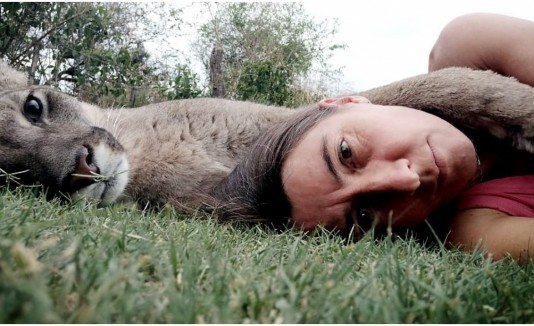 Puma ciego