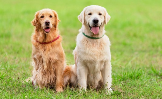 perros