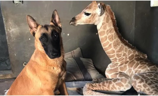 Perro jirafa