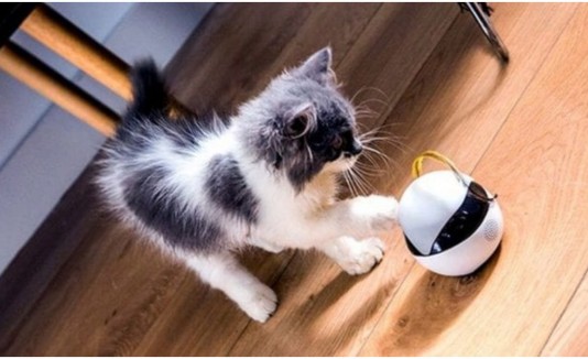 Robot Gato
