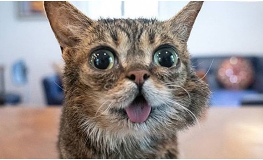 Gatita enanismo