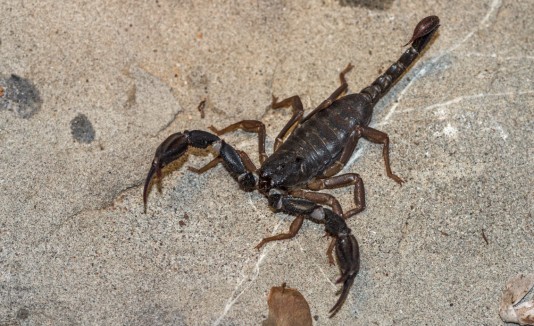 escorpion