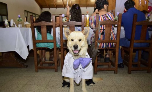 mascota