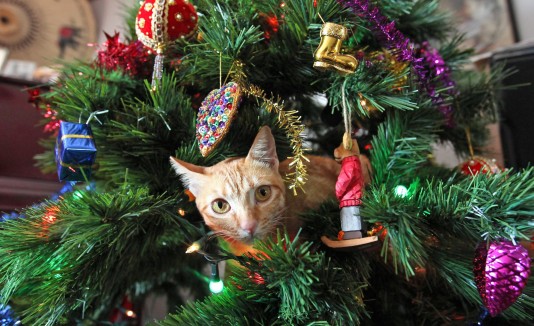 Navidad y los animales