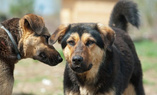 perros