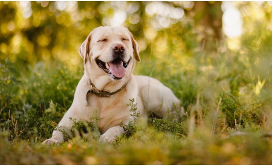 Perro dientes de corazón