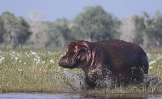 Los 560 animales salvajes fueron trasladarlos a su entorno original.