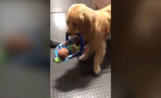 perro