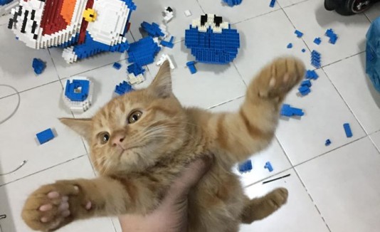 Gato destruye Lego