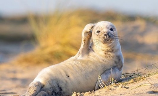 Foca bebé