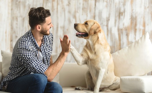 Perro