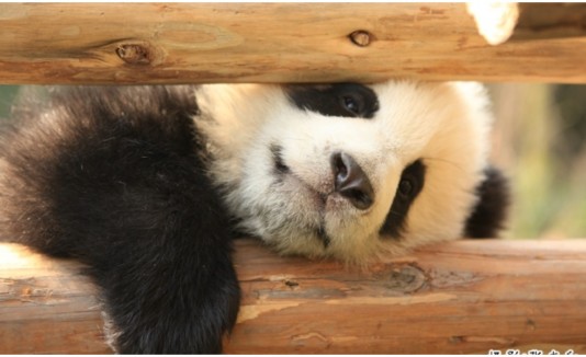 Pandas bebés