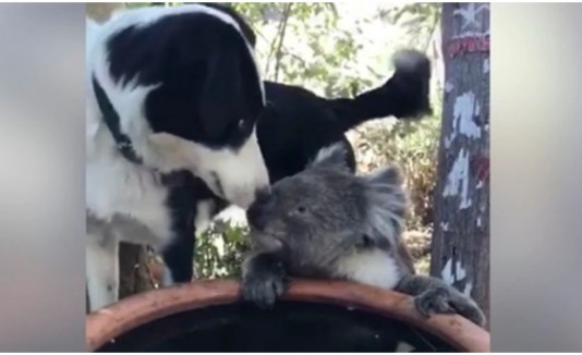 Koala y Perro