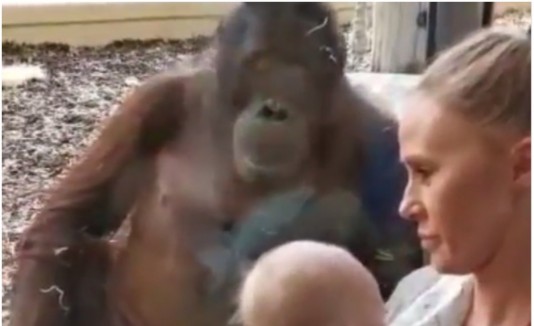 Orangutan