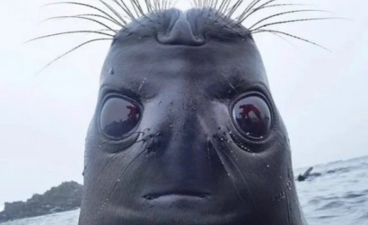 Foca con cara humana