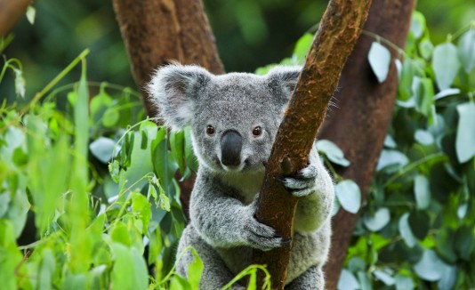 Koalas