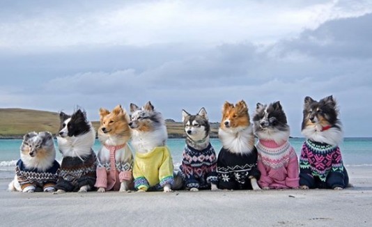 Perros modelos