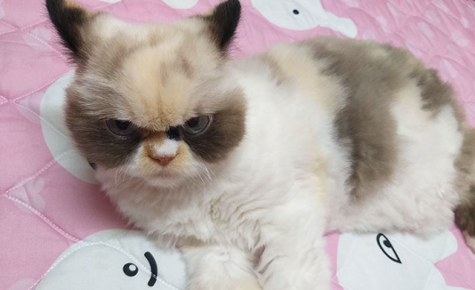 Gato