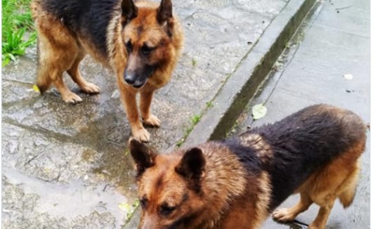 Perros en adopción