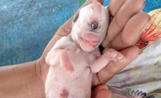 Cachorro cíclope