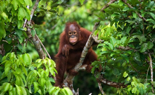 Orangután