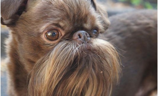 perro con bigote