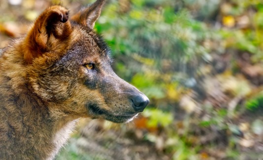 Loba