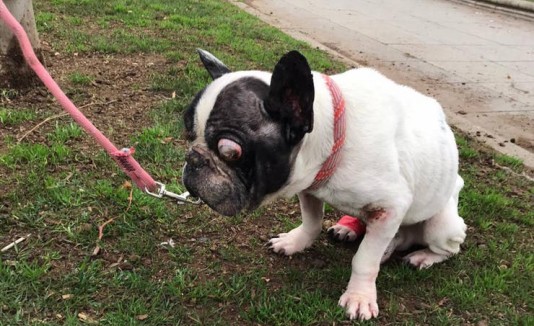 Bulldog francés