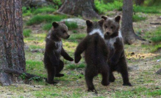 Osos bailando