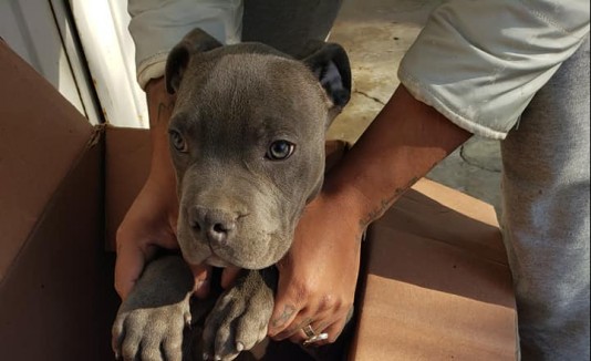 perro en adopción