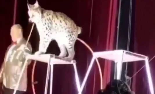 Un lince ataca a su entrendor