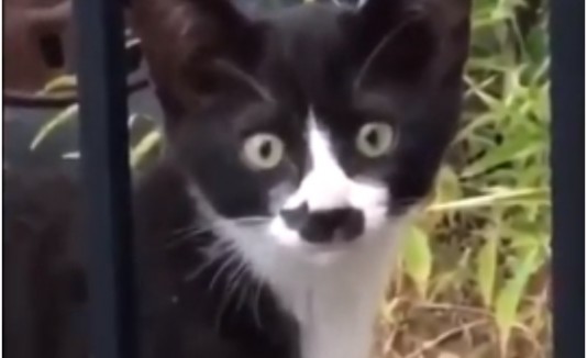 Gato negro