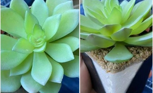 Planta de Plástico