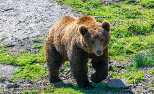 Oso