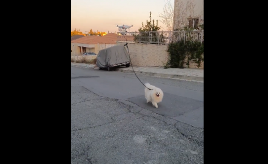 Perro sale a pasear con un dron