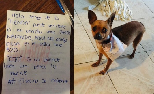 Perrita compra comida