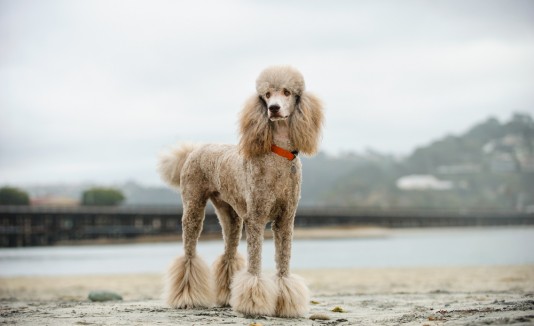 Poodle