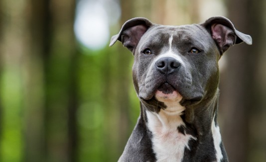 Pitbull