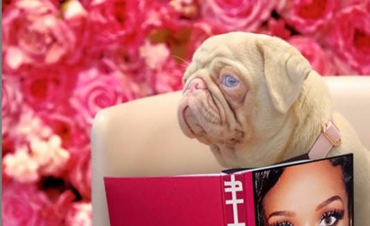 perro rosado