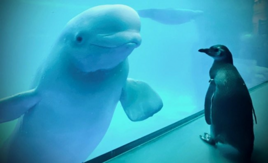 Acuario