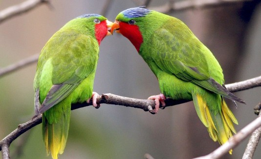 Loros