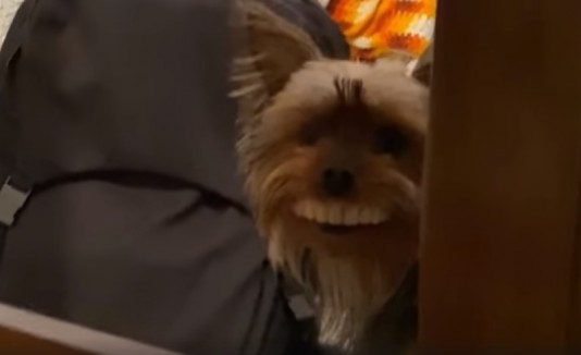 Thomas con dientes postizos