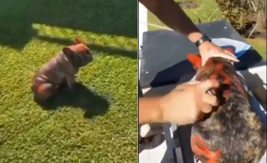 Perro maltratado