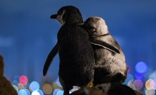 Pingüinos