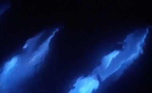 Delfines fluorescentes